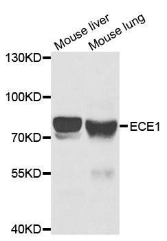 ECE1 antibody