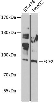 ECE2 antibody