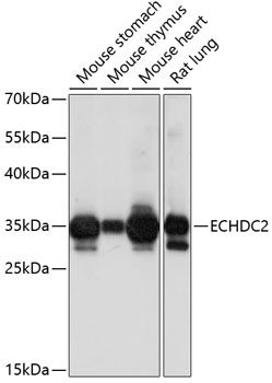 ECHDC2 antibody