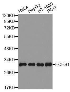 ECHS1 antibody