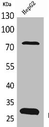 ECI1 Antibody