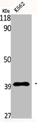 ECI2 antibody