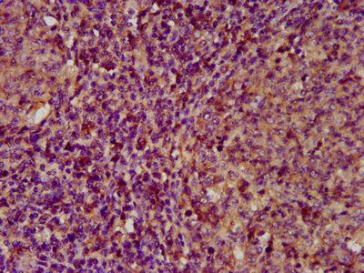 ECM1 Antibody