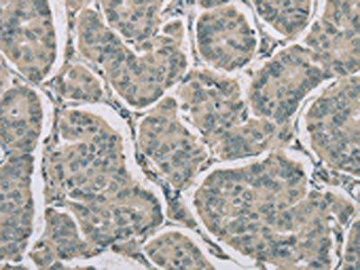 RNASE3 Antibody