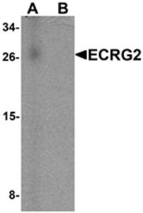 ECRG2 Antibody