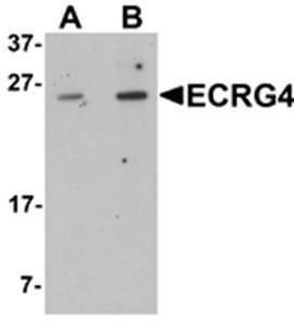 ECRG4 Antibody