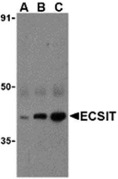 ECSIT Antibody