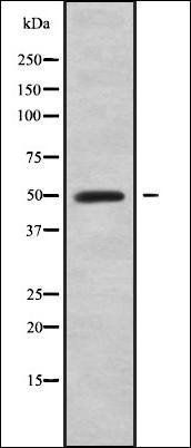 EDA-A1 Receptor antibody