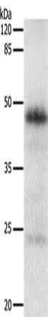 EDA Antibody