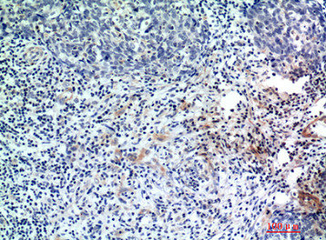 EDA Antibody