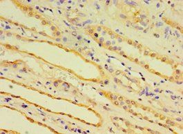 EDA2R Antibody