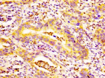 EDAR Antibody