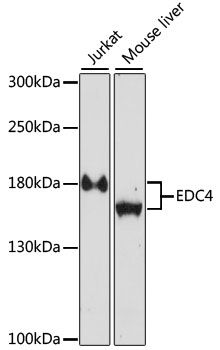 EDC4 antibody