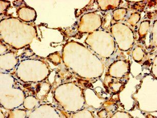 EDEM2 Antibody