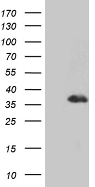 EDF1 antibody