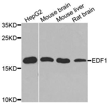 EDF1 antibody