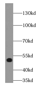 EDG7-Specific antibody