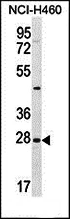 EDN3 antibody