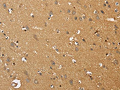 EDNRA Antibody