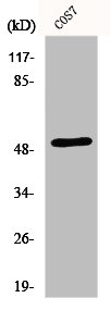 EDNRA Antibody