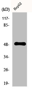 EDNRA Antibody