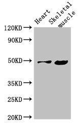 EDNRB Antibody