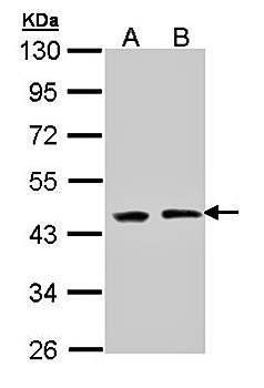 EED antibody