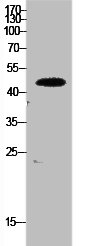 EEF1A1/EEF1A2/EEF1A1P5 Antibody