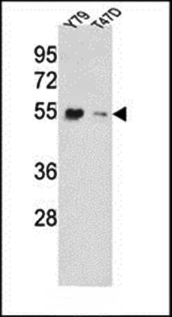 EEF1A1 antibody