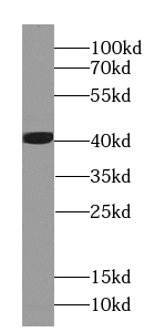 EEF1D antibody
