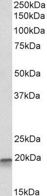 EEF1E1 antibody