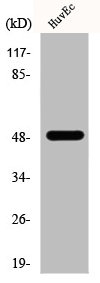 EEF1G antibody