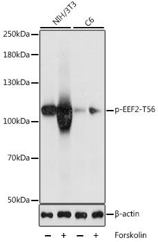 EEF2 (Phospho-T56) antibody
