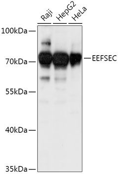 EEFSEC antibody