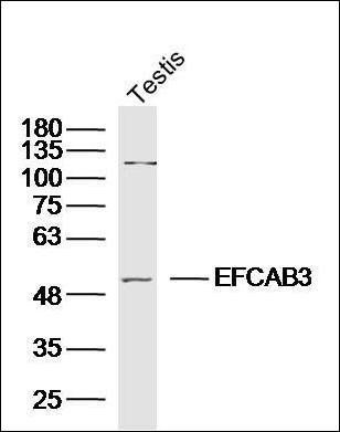 EFCAB3 antibody