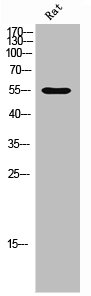 EFEMP1 Antibody