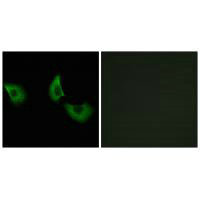 EFEMP2 Antibody