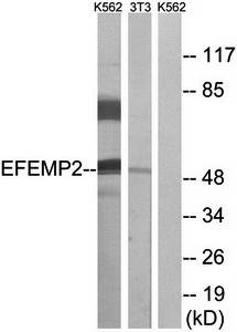 EFEMP2 antibody