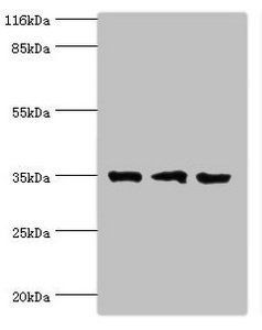 effector Noc2 antibody
