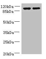 EFHB antibody