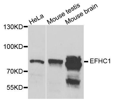 EFHC1 antibody