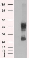 EFHD1 Antibody