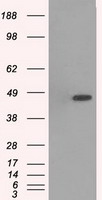 EFHD1 Antibody