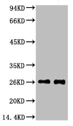 EFHD1 Monoclonal Antibody