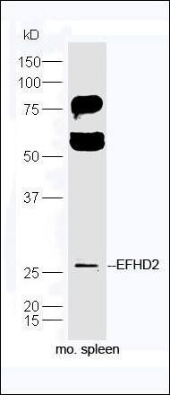 EFHD2 antibody