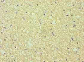EFNA1 Antibody