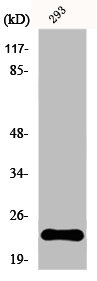 EFNA1 antibody