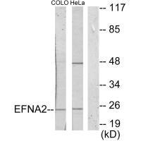 EFNA2 antibody