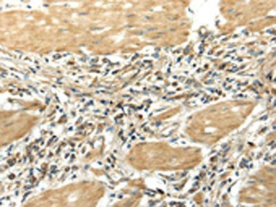 EFNA3 Antibody