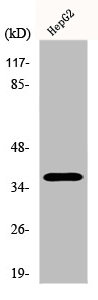 EFNA3 antibody